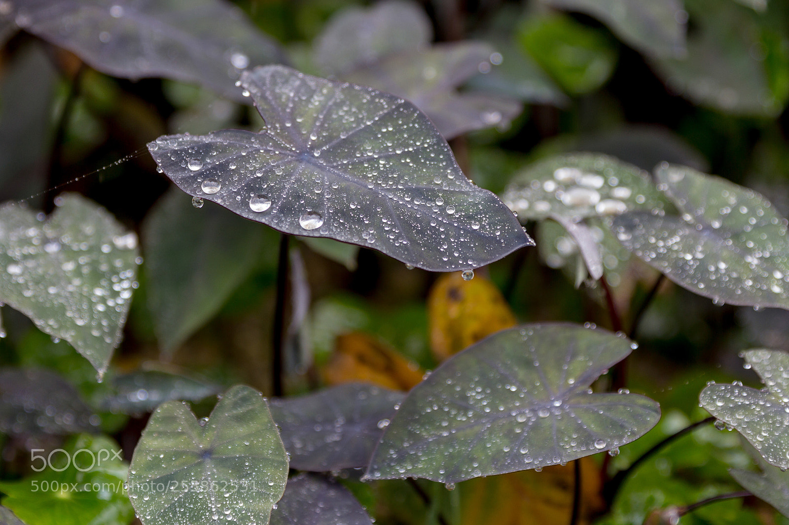 Canon EOS 60D sample photo. Source of all life photography