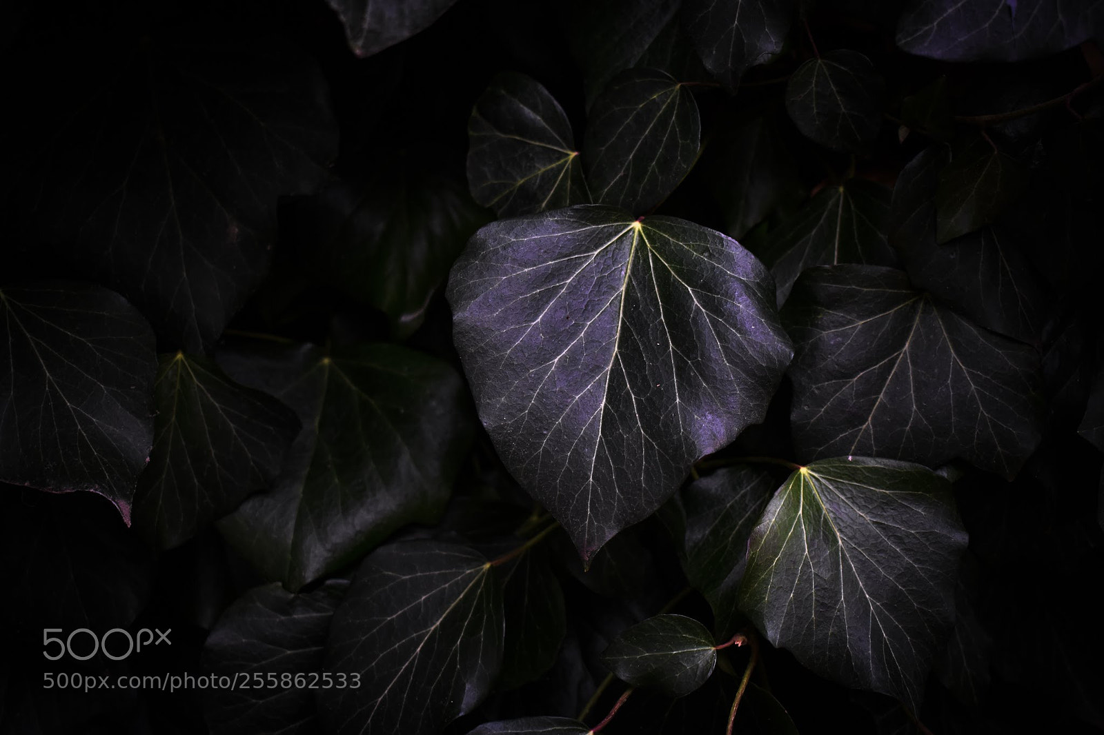Nikon D3400 sample photo. Dark botanical photography
