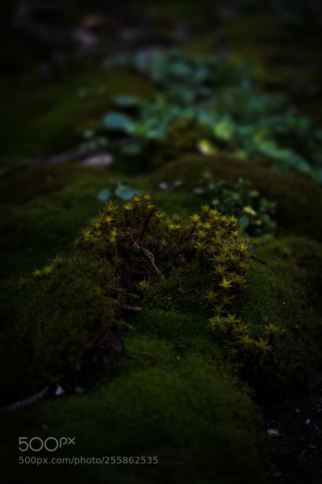 Nikon D3400 sample photo. Dark botanical photography