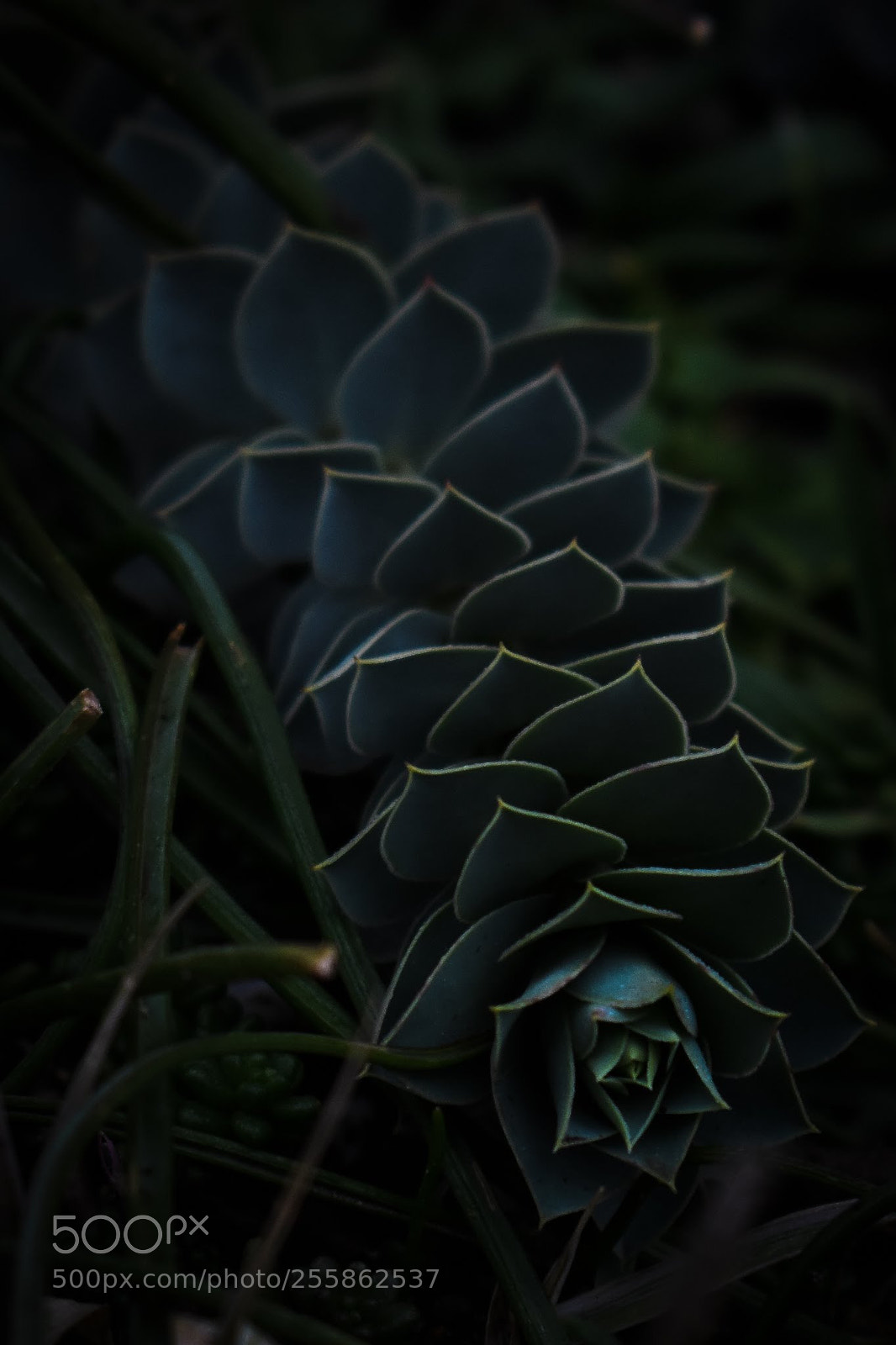 Nikon D3400 sample photo. Dark botanical photography