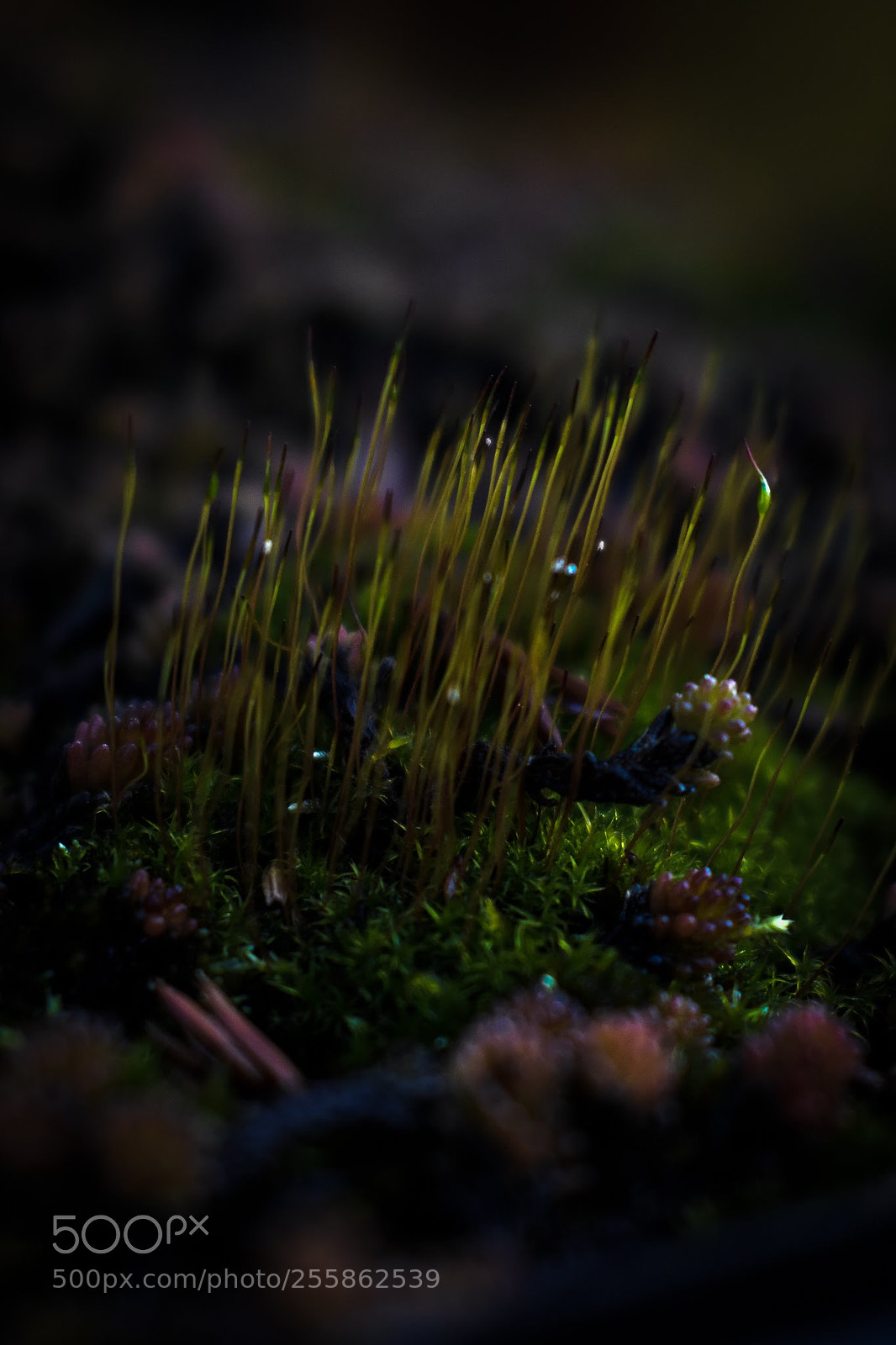 Nikon D3400 sample photo. Dark botanical photography