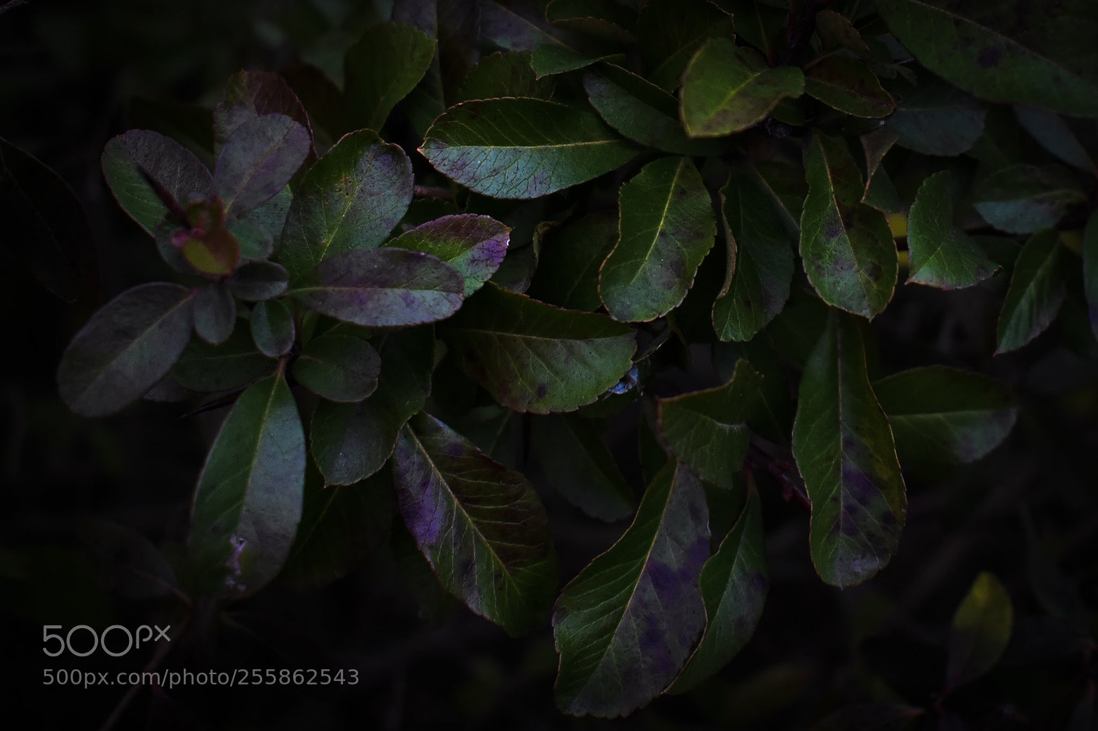 Nikon D3400 sample photo. Dark botanical photography