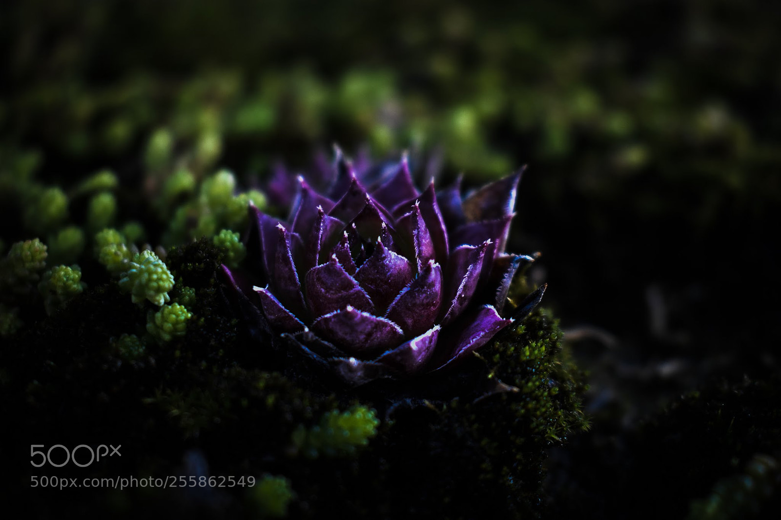 Nikon D3400 sample photo. Dark botanical photography
