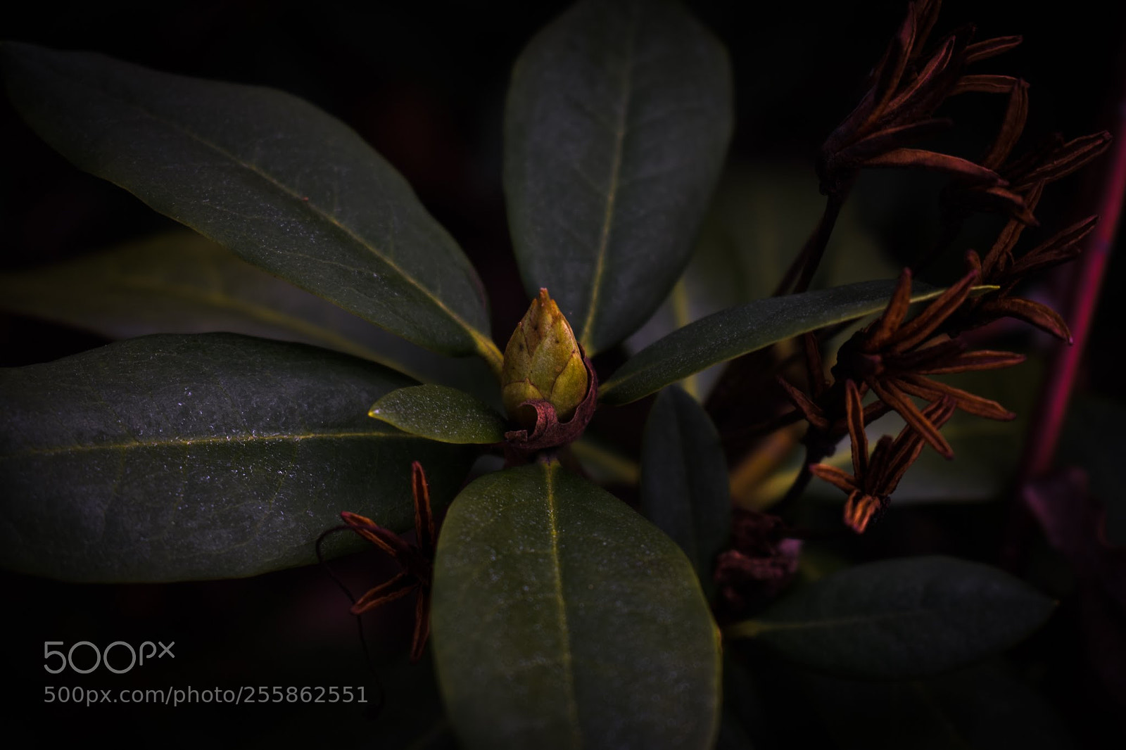 Nikon D3400 sample photo. Dark botanical photography