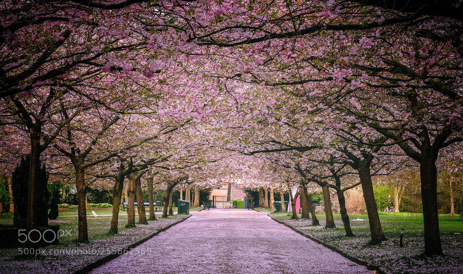 Olympus OM-D E-M1 sample photo. Bispebjerg cemetery cherry blossom photography