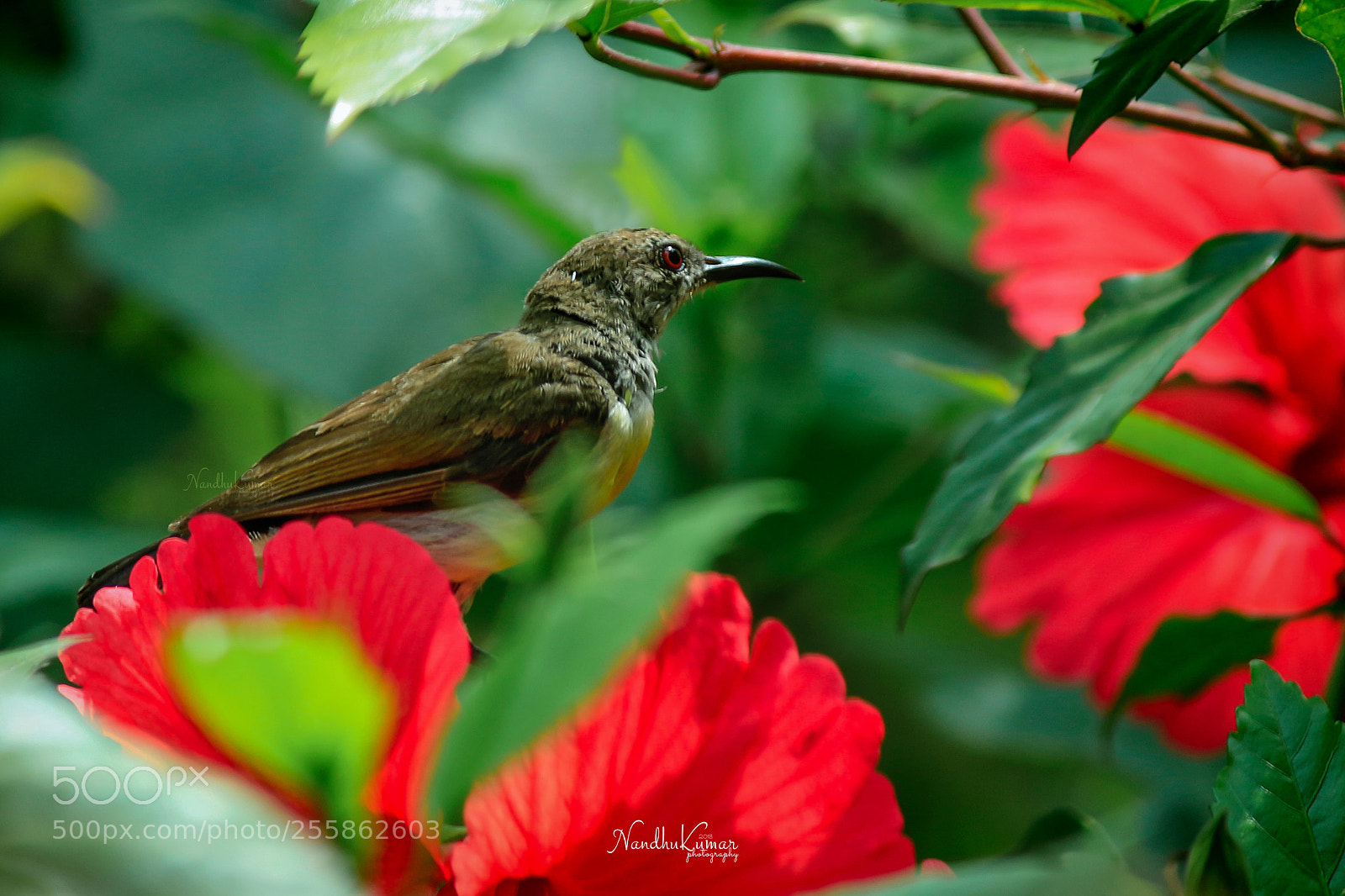 Canon EOS 700D (EOS Rebel T5i / EOS Kiss X7i) sample photo. Purple-rumped sunbird female photography