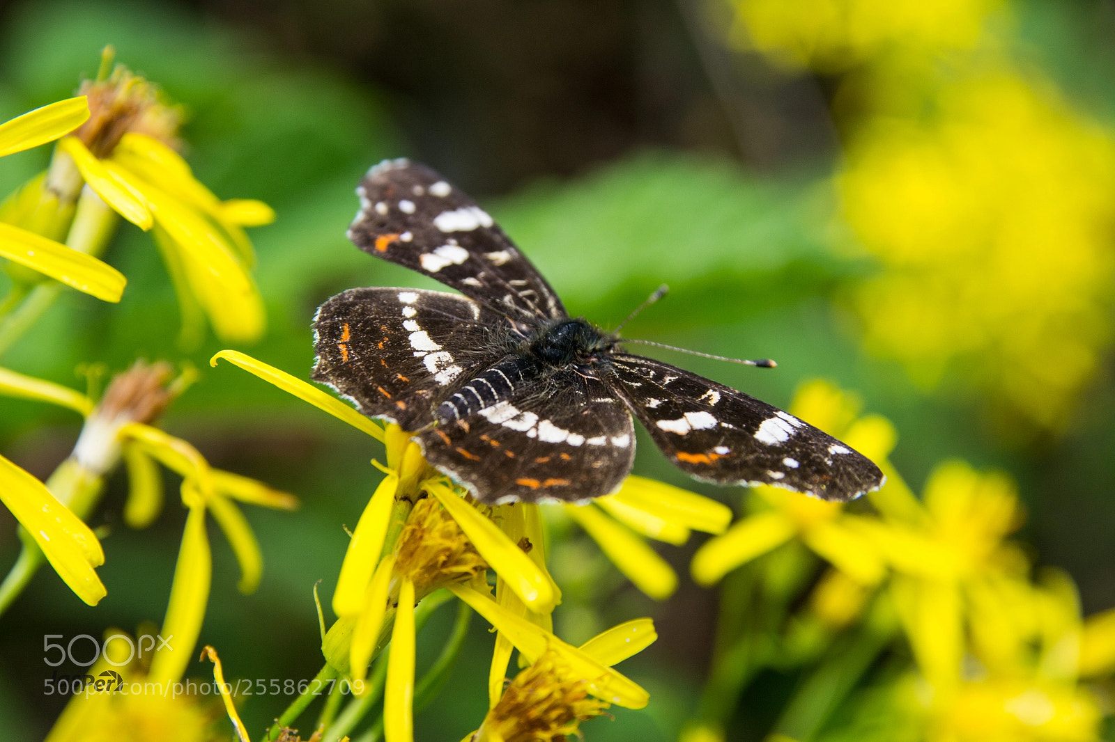 Nikon D3100 sample photo. Butterfly photography