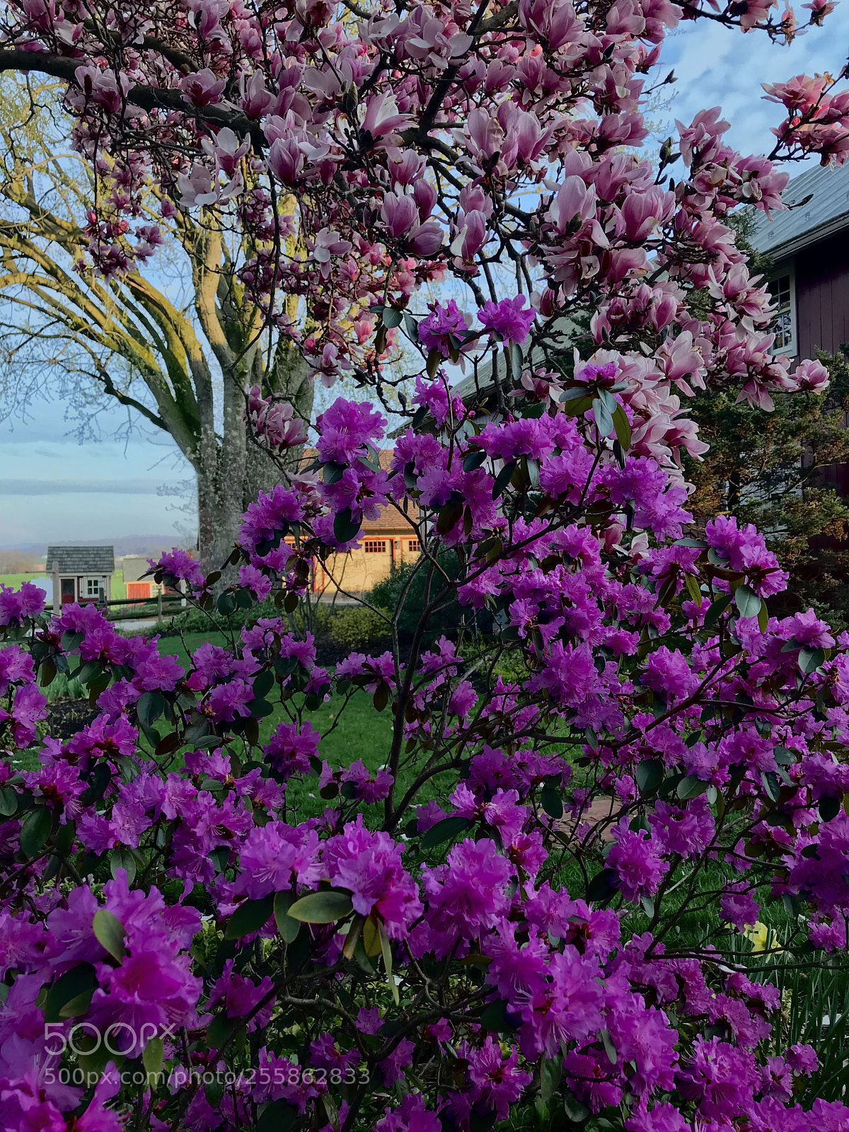 Apple iPhone 7 Plus sample photo. Azalea against magnolia in photography