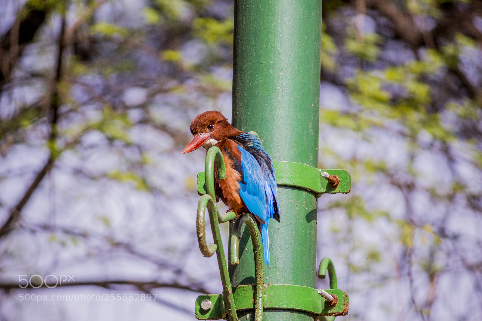Canon EOS 700D (EOS Rebel T5i / EOS Kiss X7i) sample photo. White breasted kingfisher photography