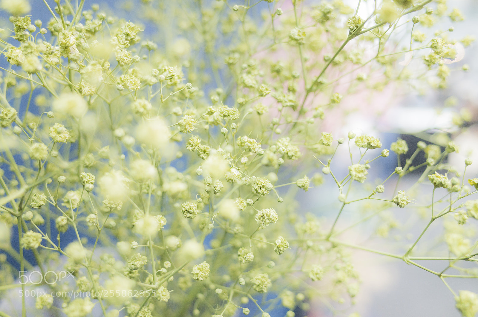 Ricoh GR sample photo. Flower of exhibition photography