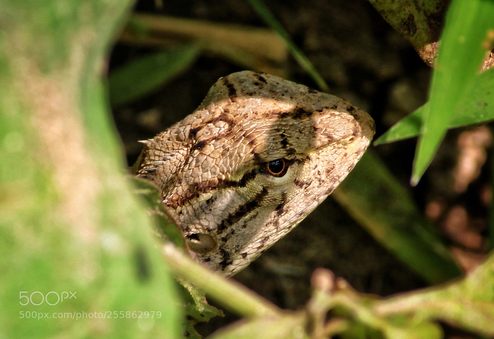 Canon EOS 700D (EOS Rebel T5i / EOS Kiss X7i) sample photo. Garden lizard photography