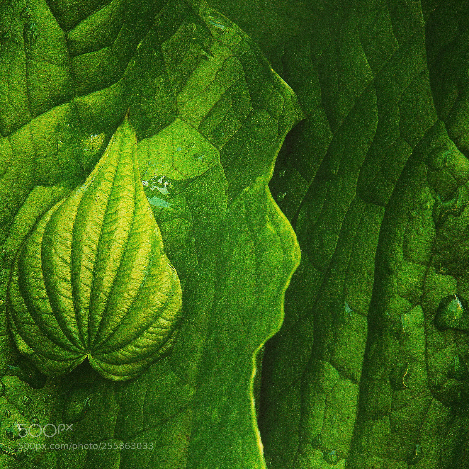 Canon EOS 5D sample photo. Russian onion photography