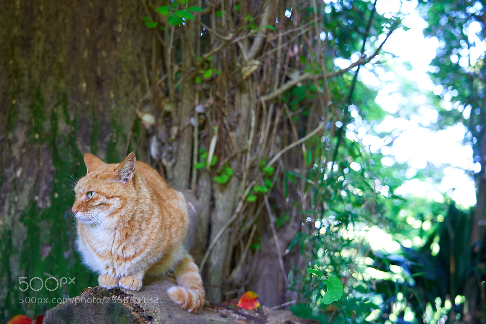 Sony a7 III sample photo. Cat photography