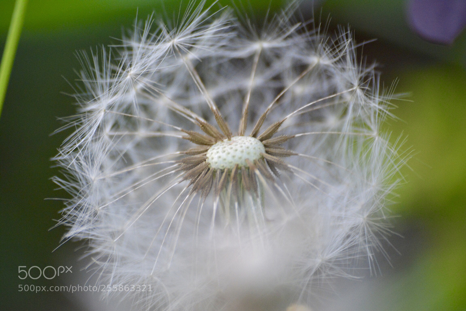 Nikon D5200 sample photo. Untitled photography