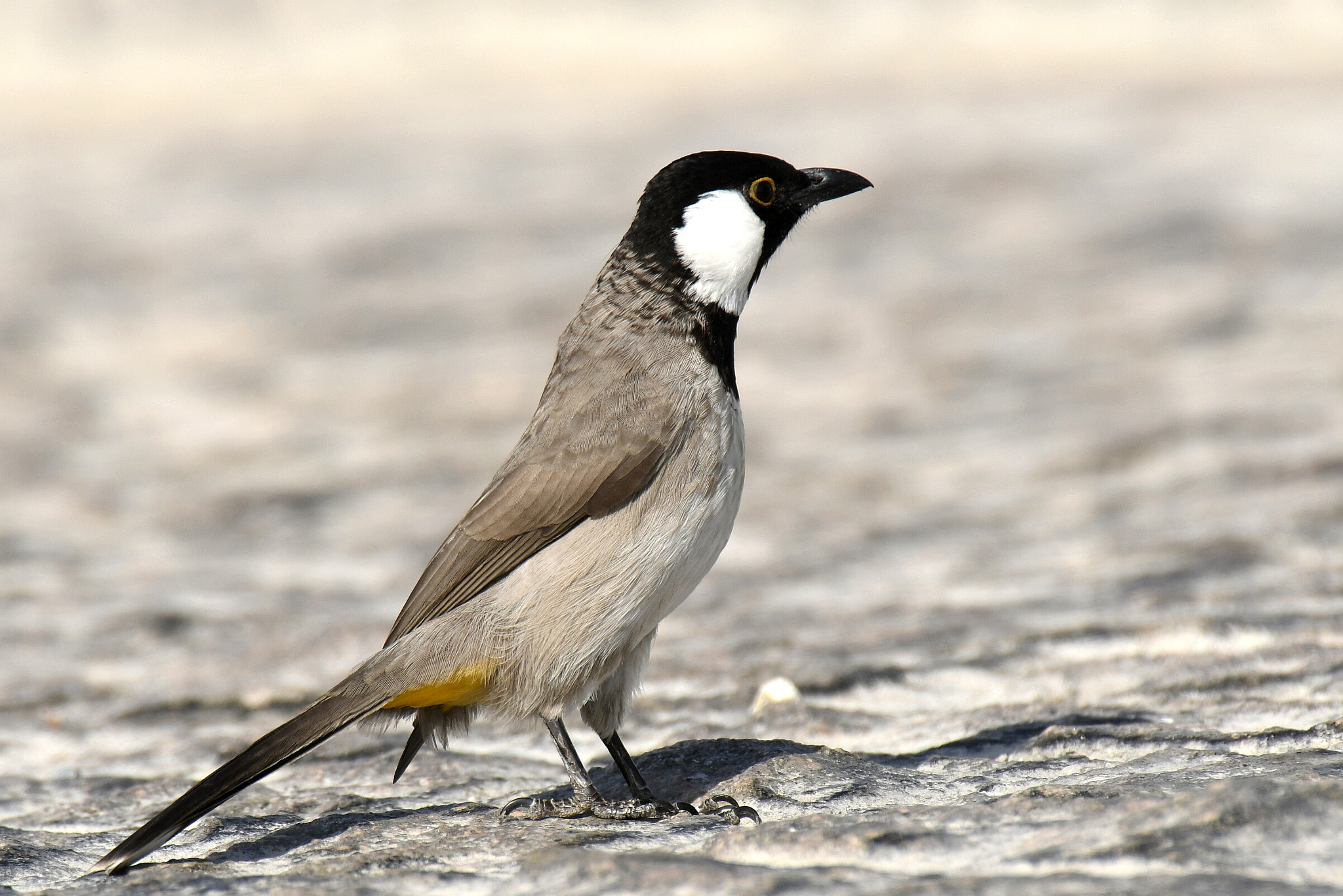 Nikon AF-S Nikkor 200-500mm F5.6E ED VR sample photo. White-eared bulbul photography