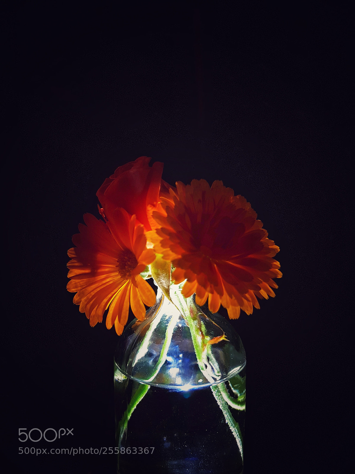 Samsung Galaxy S8+ sample photo. Magical flower photography