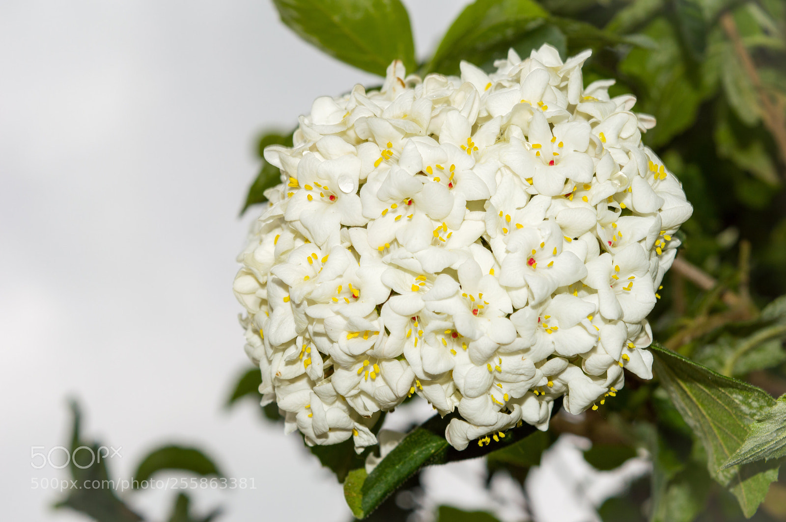 Nikon D3200 sample photo. Flowers photography