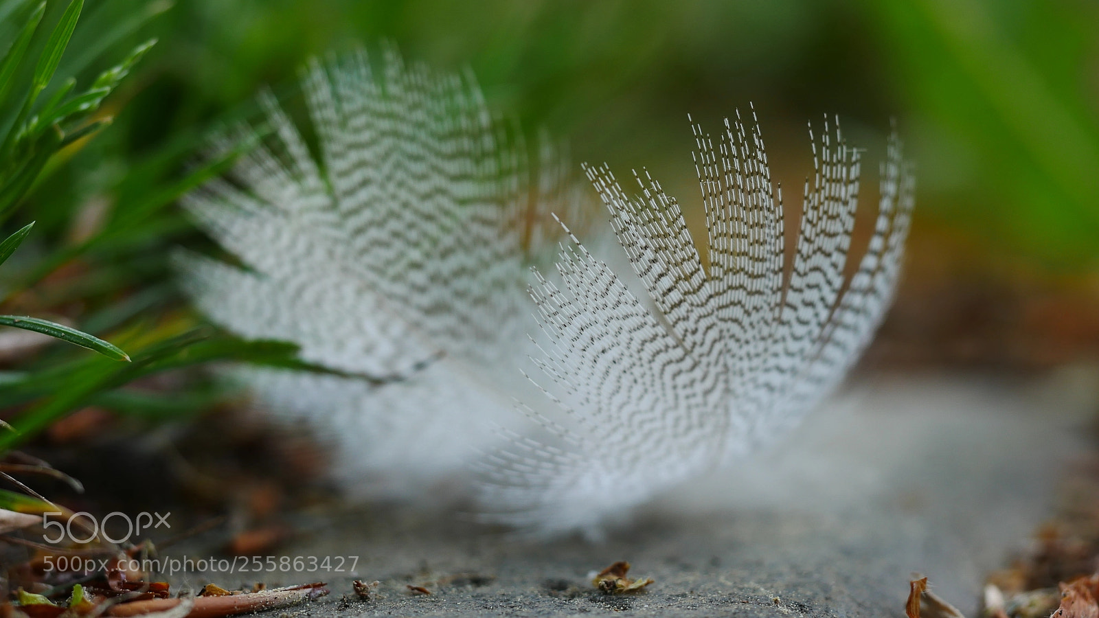 Panasonic Lumix DMC-GX85 (Lumix DMC-GX80 / Lumix DMC-GX7 Mark II) sample photo. Feather photography