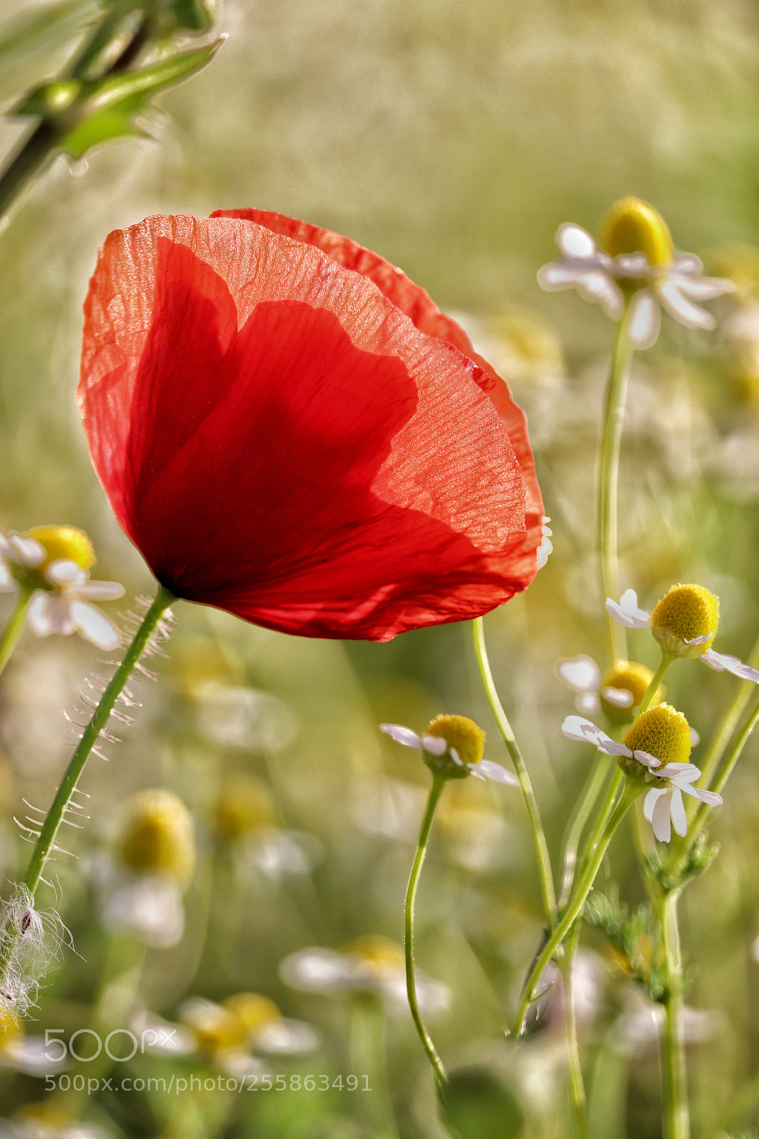 Canon EOS 800D (EOS Rebel T7i / EOS Kiss X9i) sample photo. Poppy photography