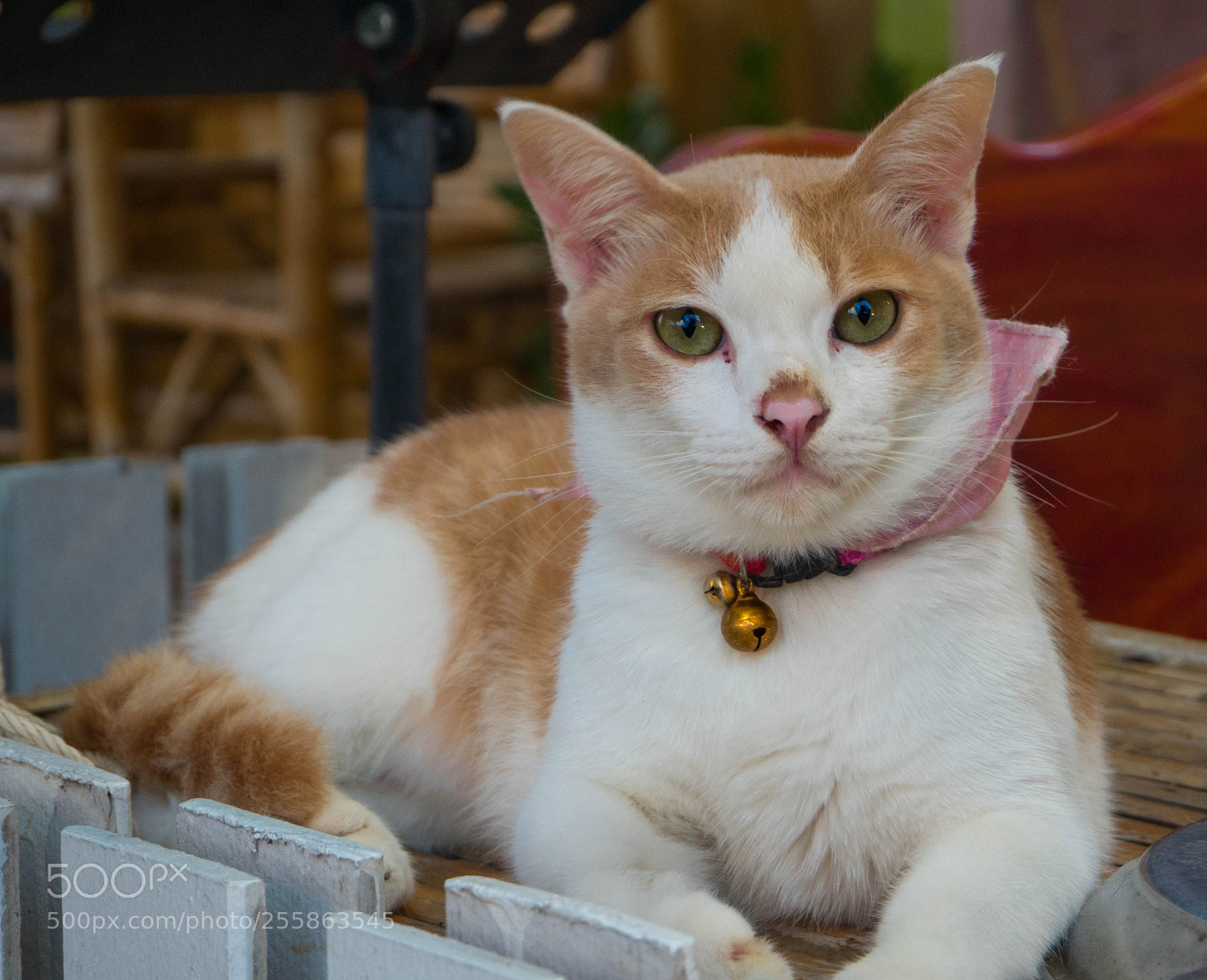 Olympus PEN E-PL7 sample photo. Cat photography