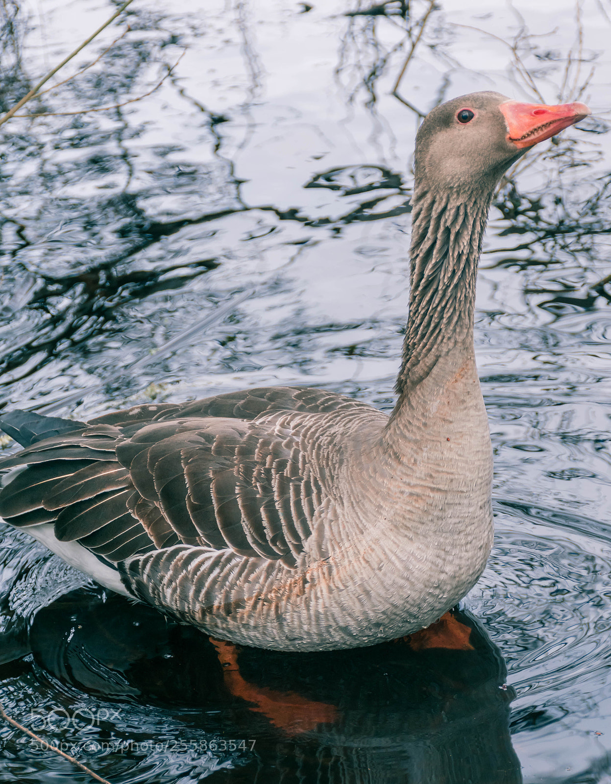 Nikon D5500 sample photo. A duck photography