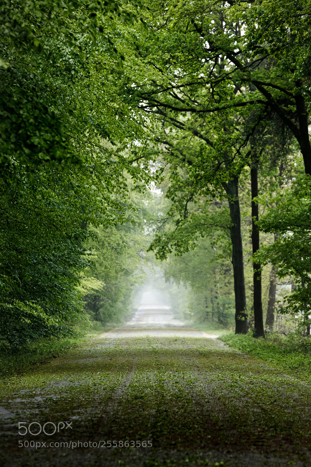 Canon EOS 6D Mark II sample photo. Greenout photography