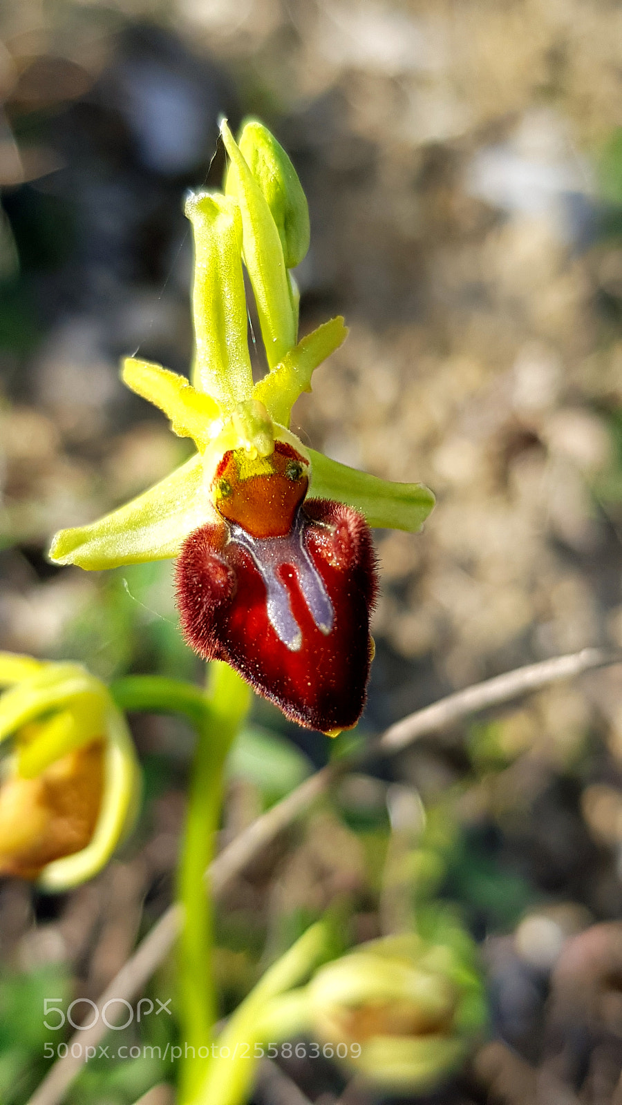 Samsung Galaxy S8 sample photo. Ophrys araignée photography