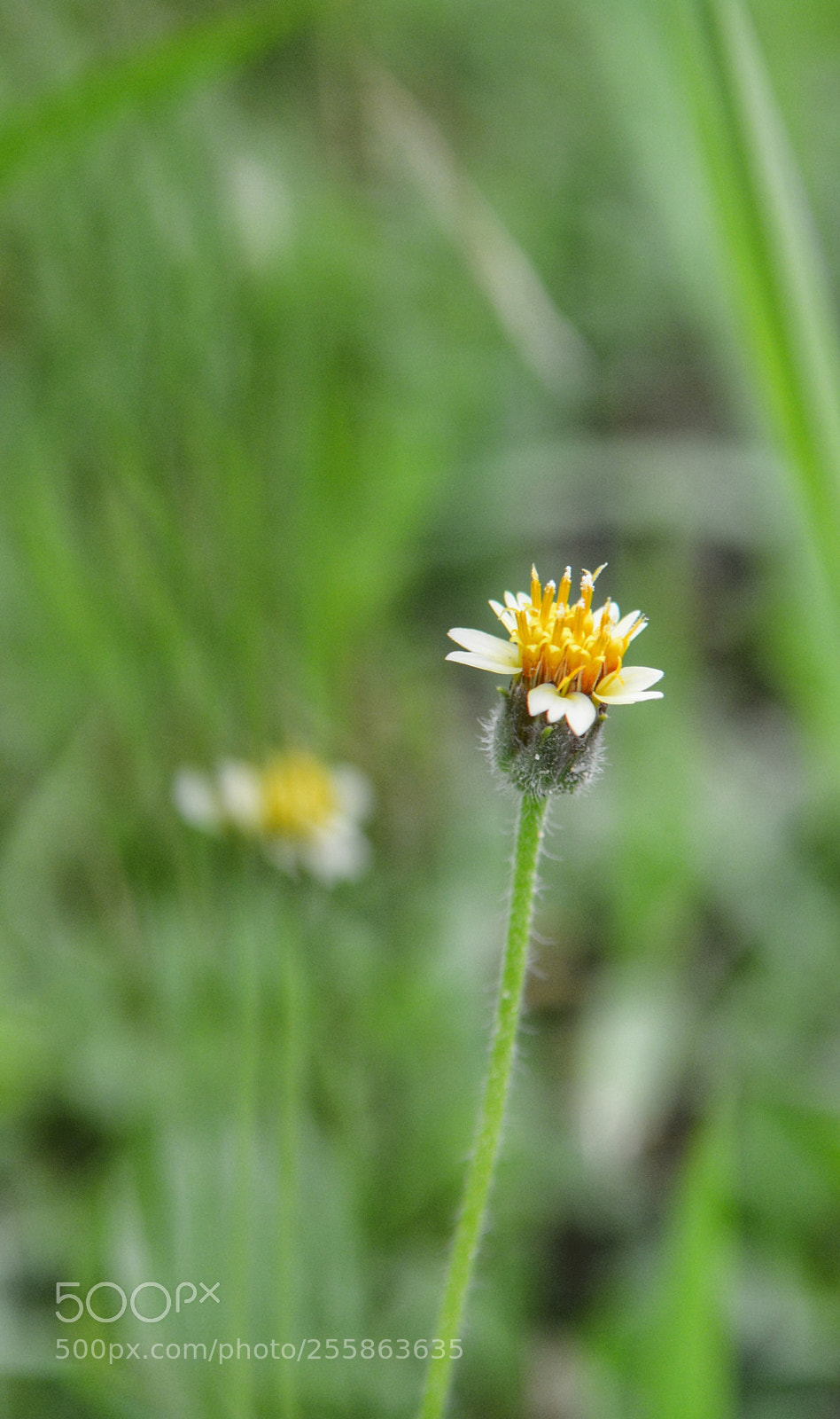 Nikon D7100 sample photo. You are not alone photography
