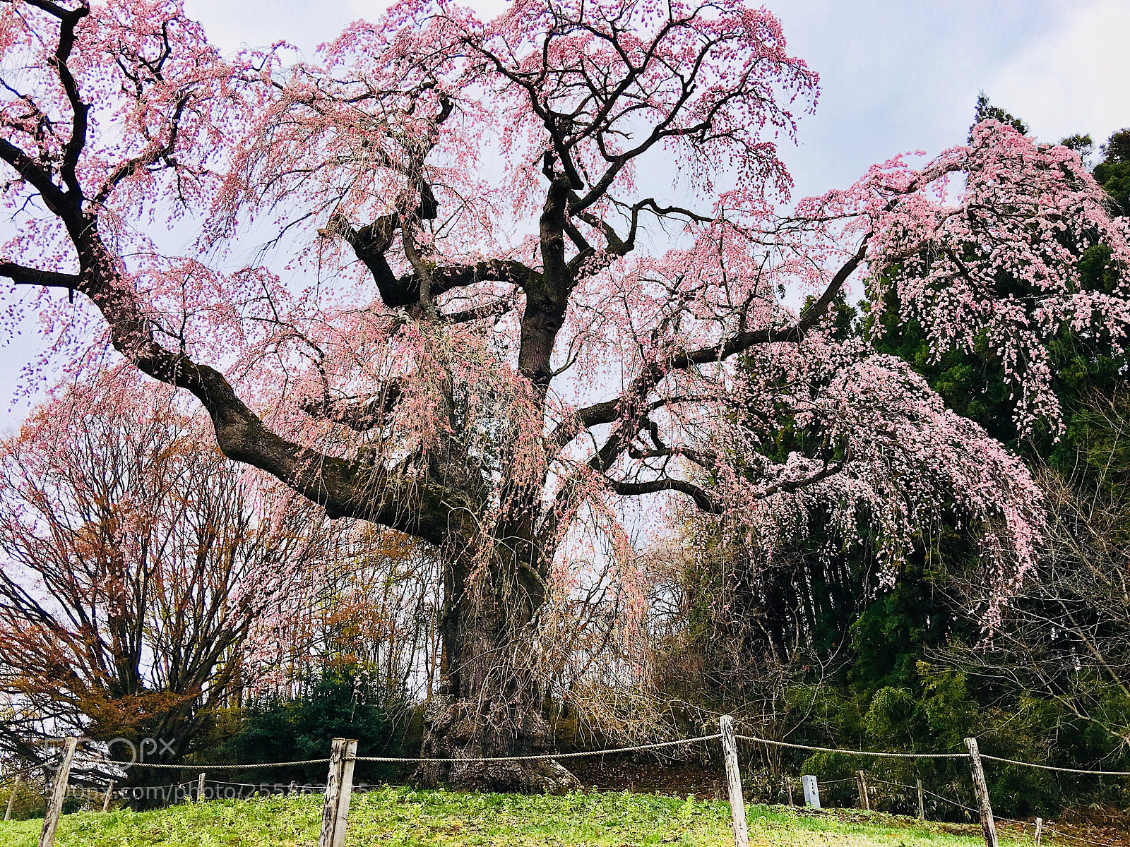 Apple iPhone 6s Plus sample photo. Ｓａｋｕｒａ photography