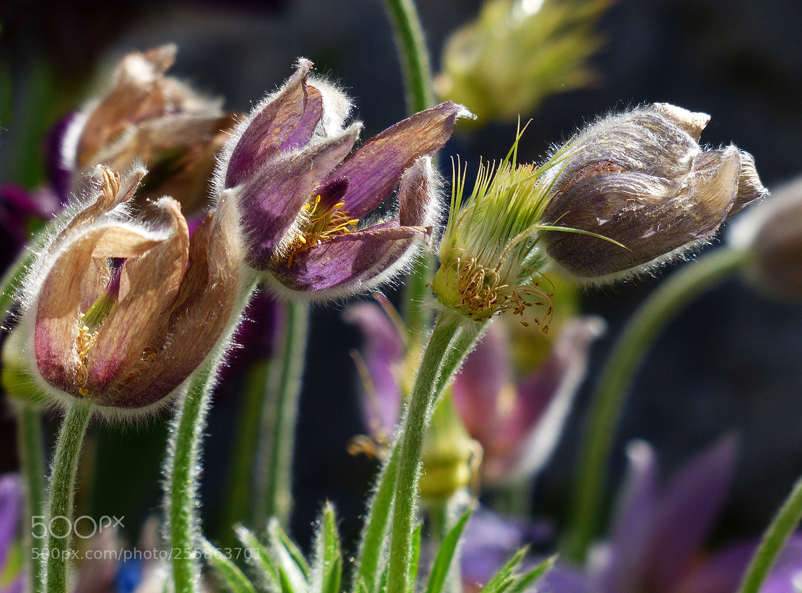 Panasonic Lumix DMC-FZ200 sample photo. Fleeting photography