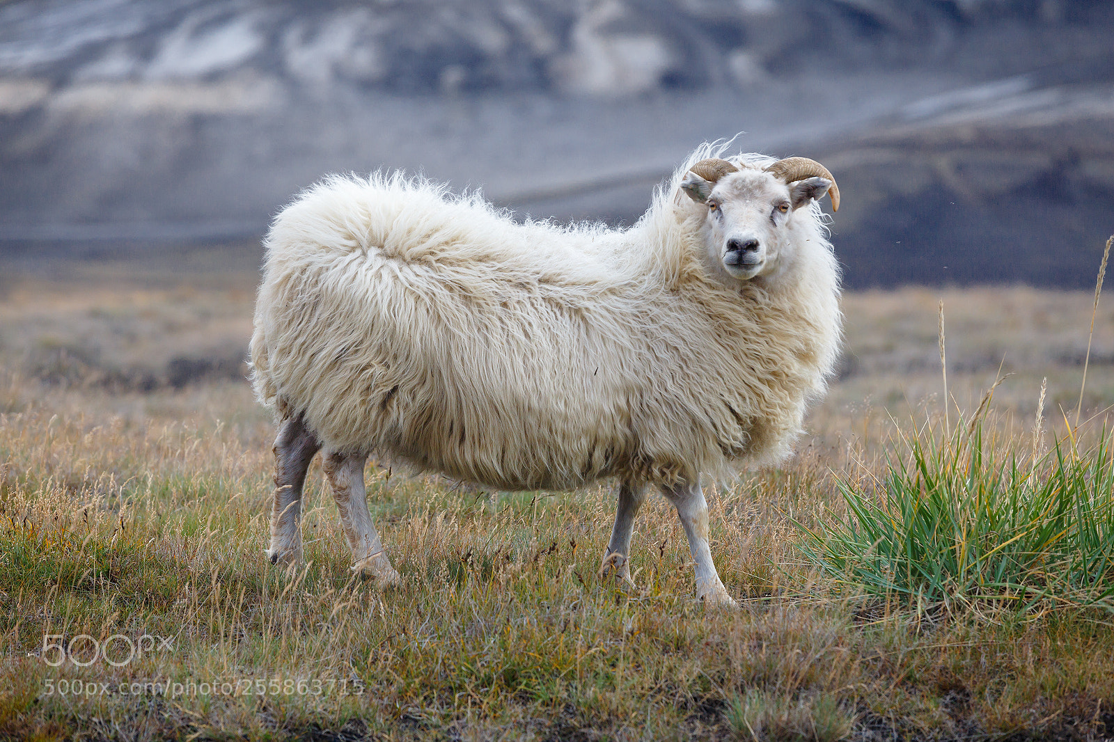 Canon EOS 6D sample photo. Iceland sheep photography
