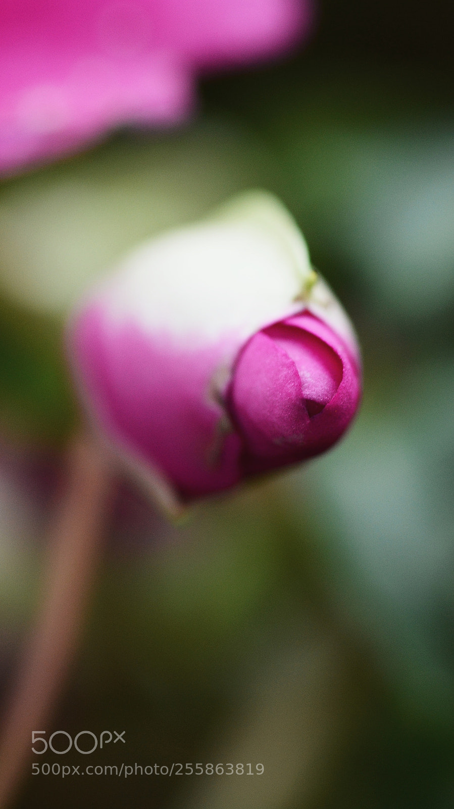 Nikon D7100 sample photo. Untitled photography