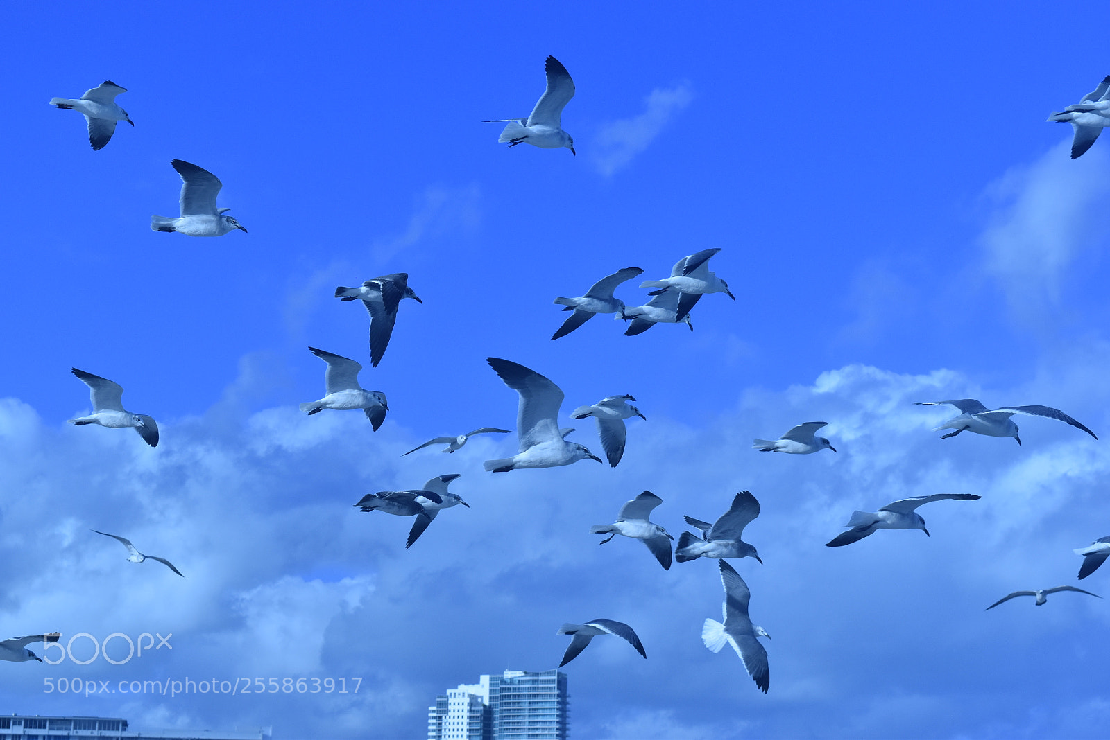 Nikon D5500 sample photo. Happy birds photography