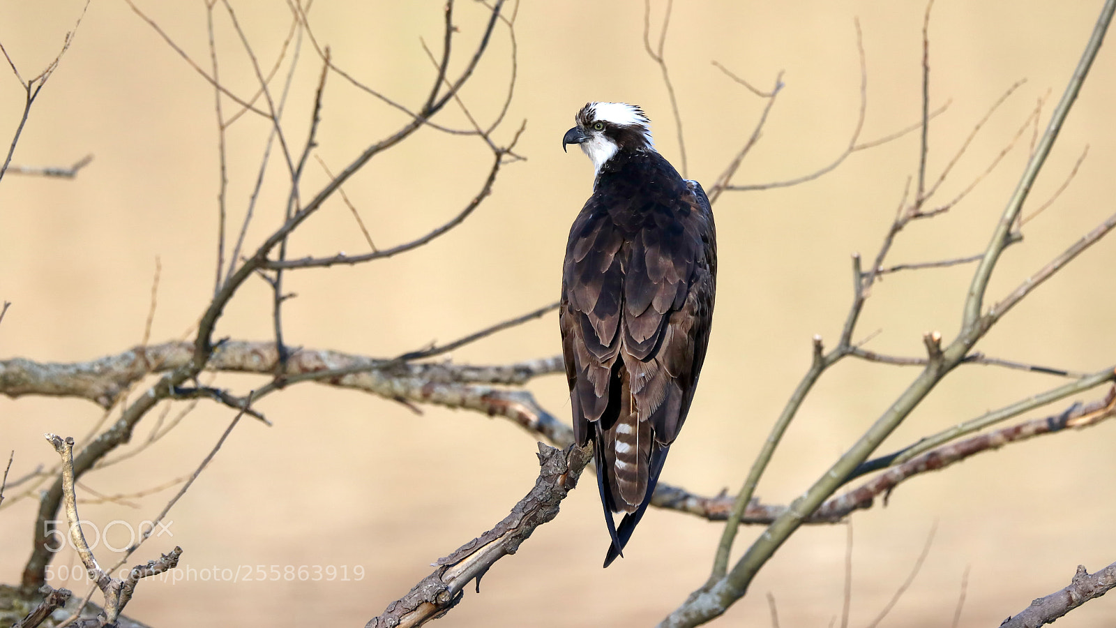Canon EOS 7D Mark II sample photo. Osprey photography