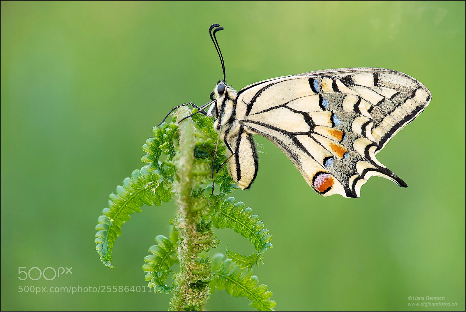 Nikon D850 sample photo. Papilio machaon photography
