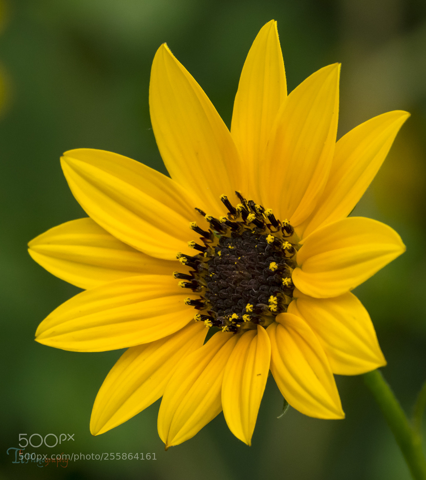 Nikon D5300 sample photo. Flower photography