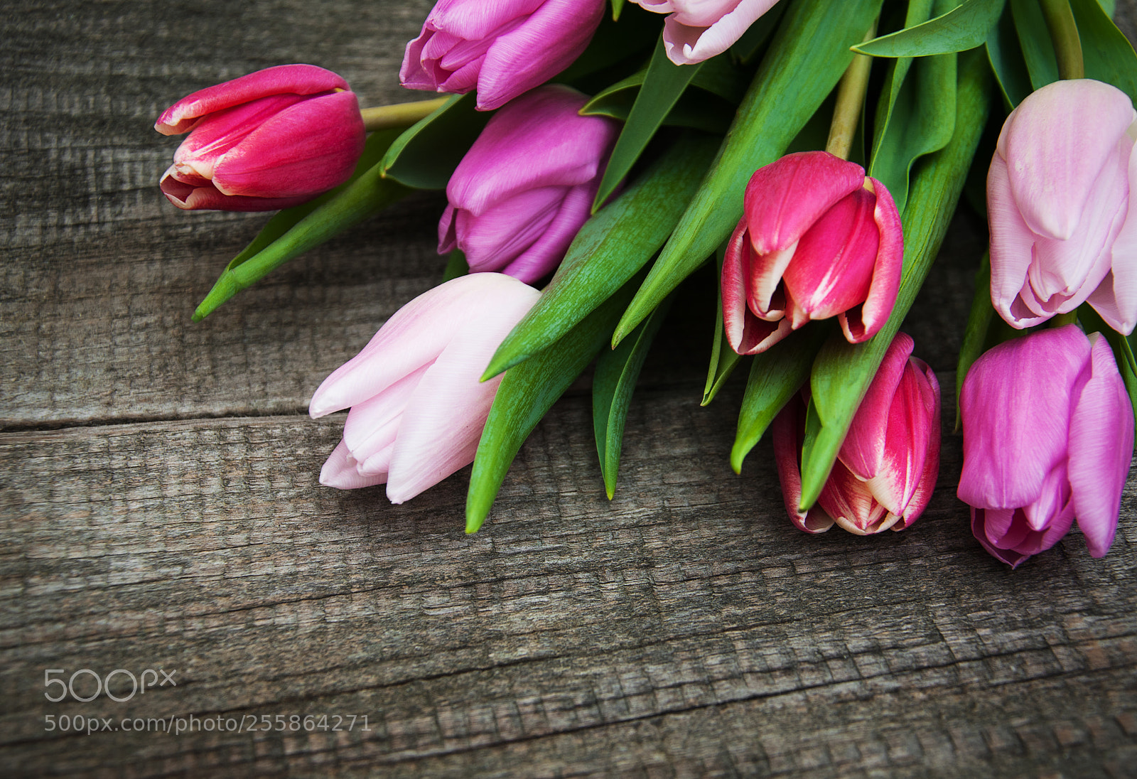 Nikon D90 sample photo. Spring tulips flowers photography
