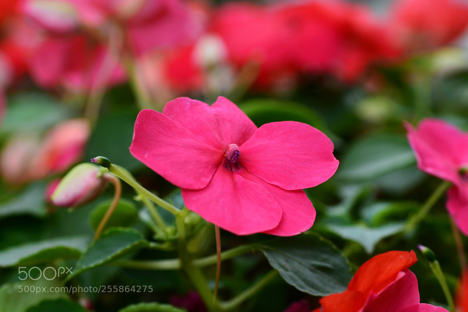 Nikon D7100 sample photo. Untitled photography
