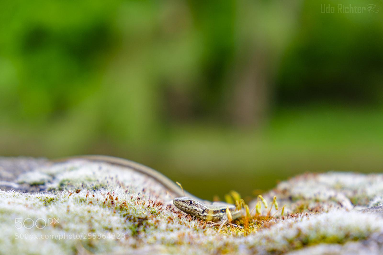 Fujifilm X-T20 sample photo. 'common wall lizard podarcis photography