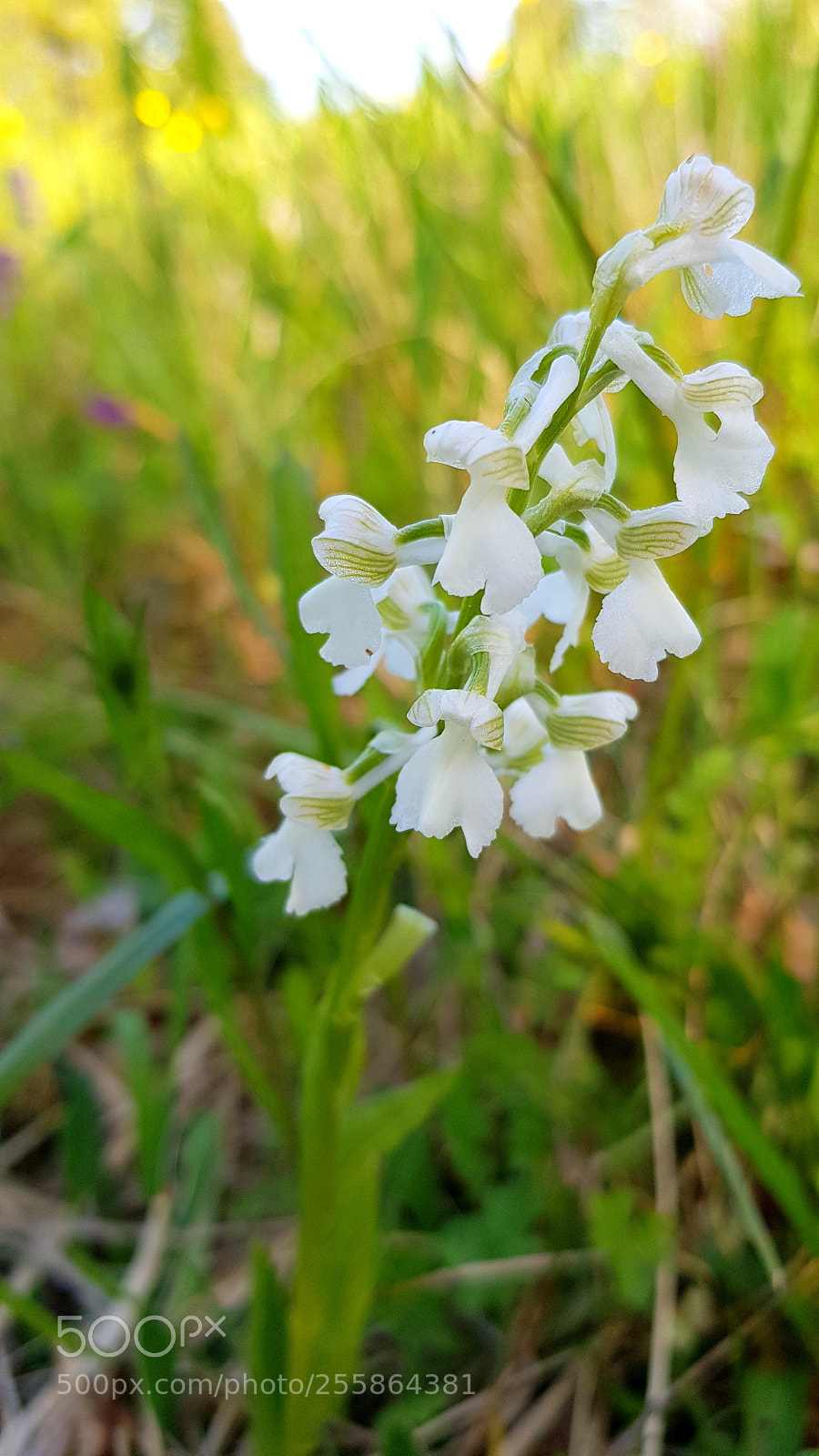 Samsung Galaxy S8 sample photo. Orchis bouffon photography