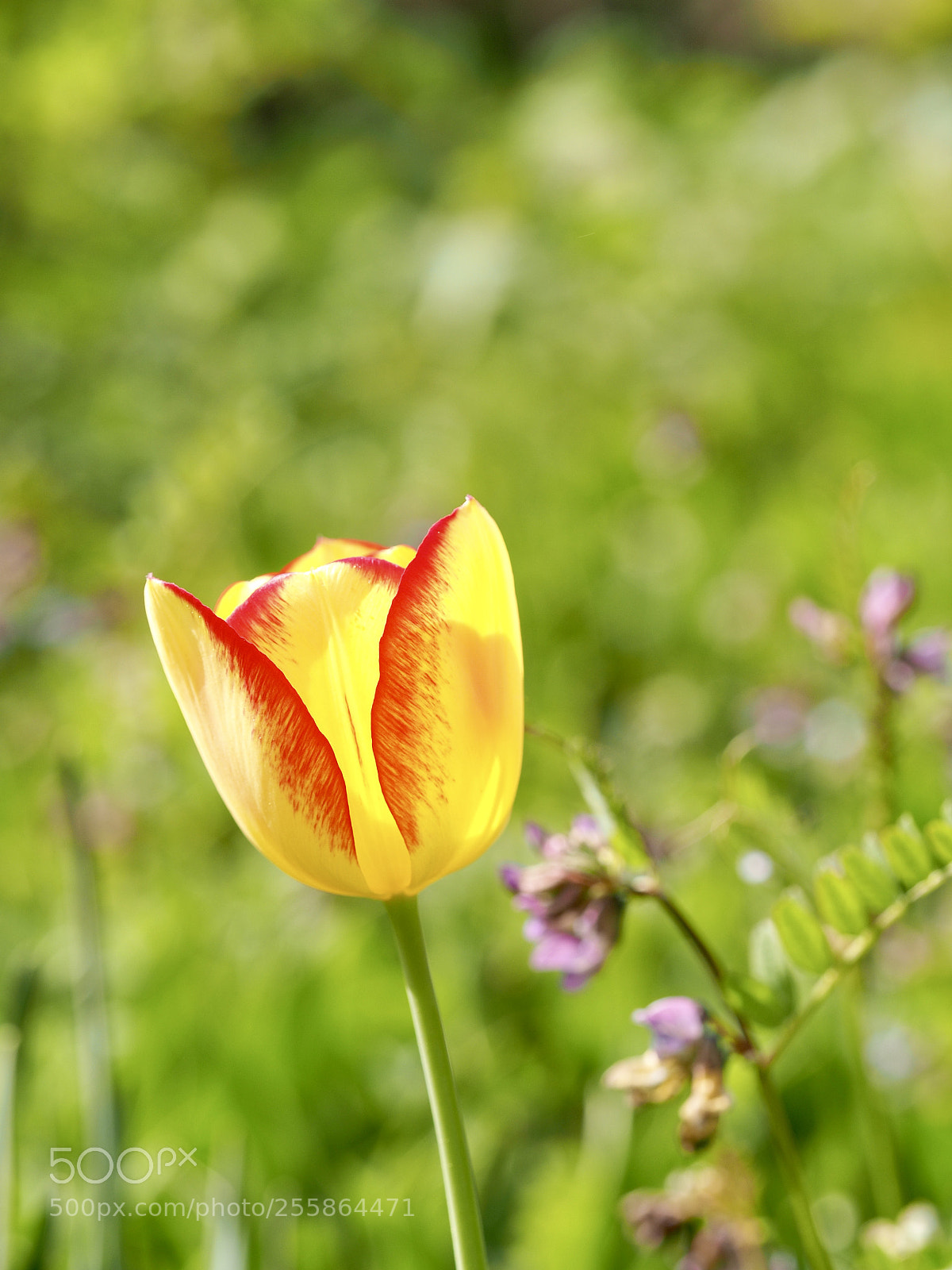 Olympus OM-D E-M10 II sample photo. Tulipa photography