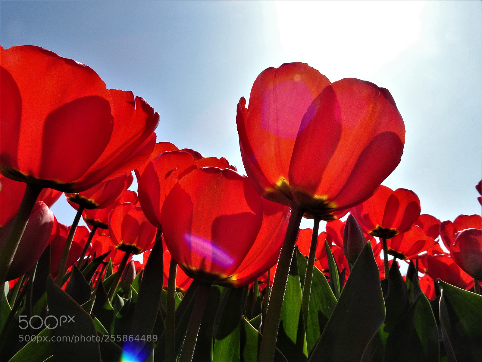 Sony Cyber-shot DSC-HX90V sample photo. Dsc photography