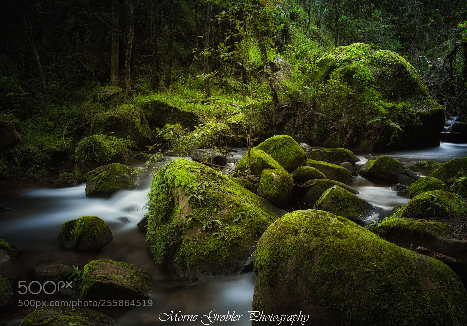 Canon EOS 5D Mark II sample photo. Mirkwood forest photography