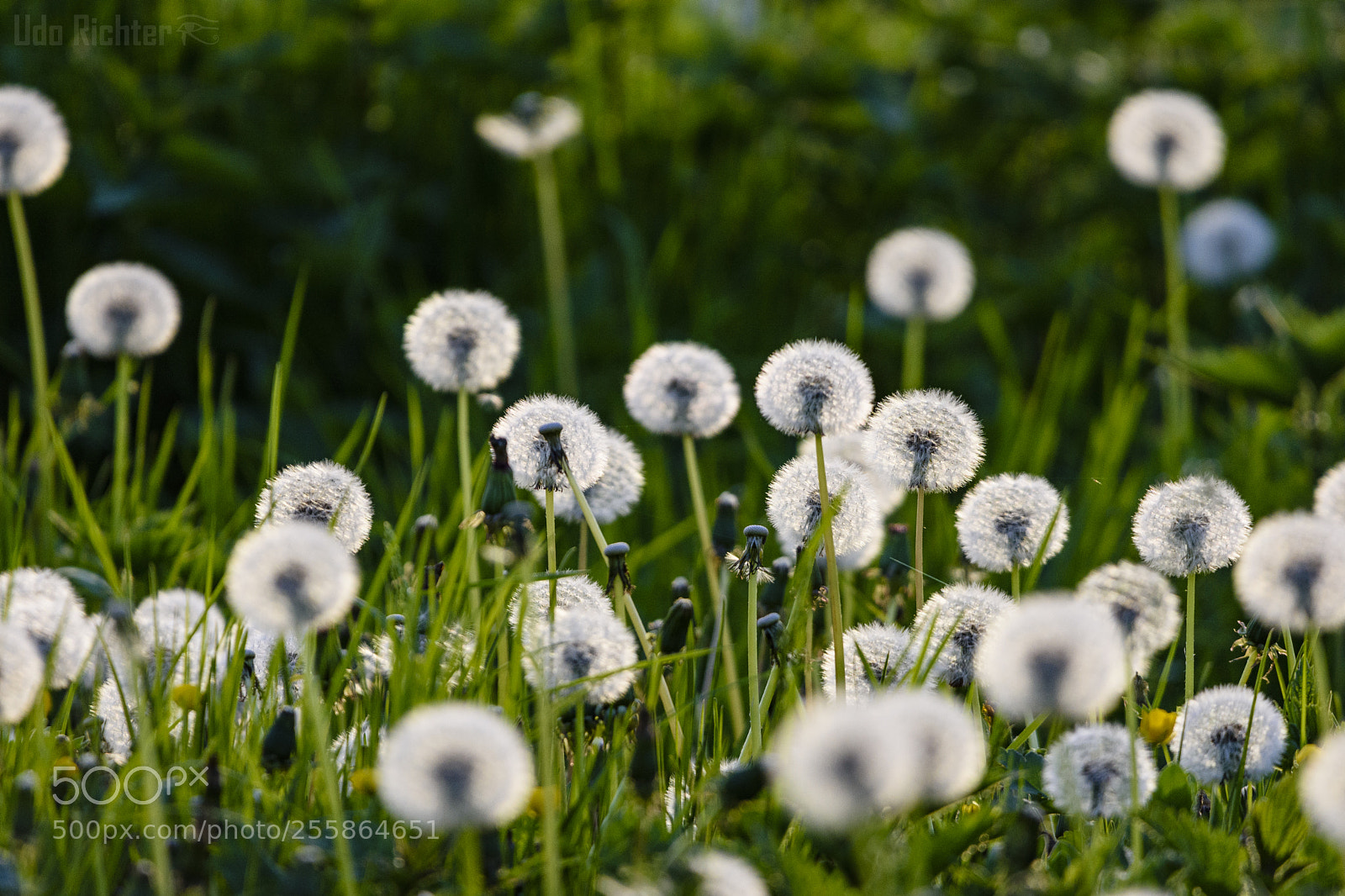 Nikon D7200 sample photo. 'dandelion (taraxacum spec.)' photography