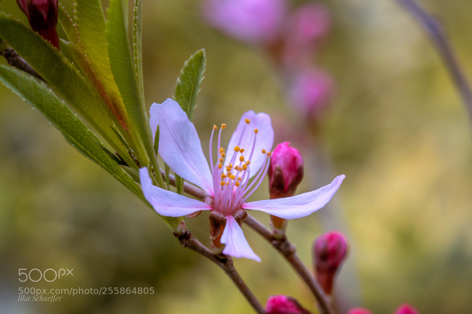 Canon EOS 5D Mark IV sample photo. Zarter frühling photography