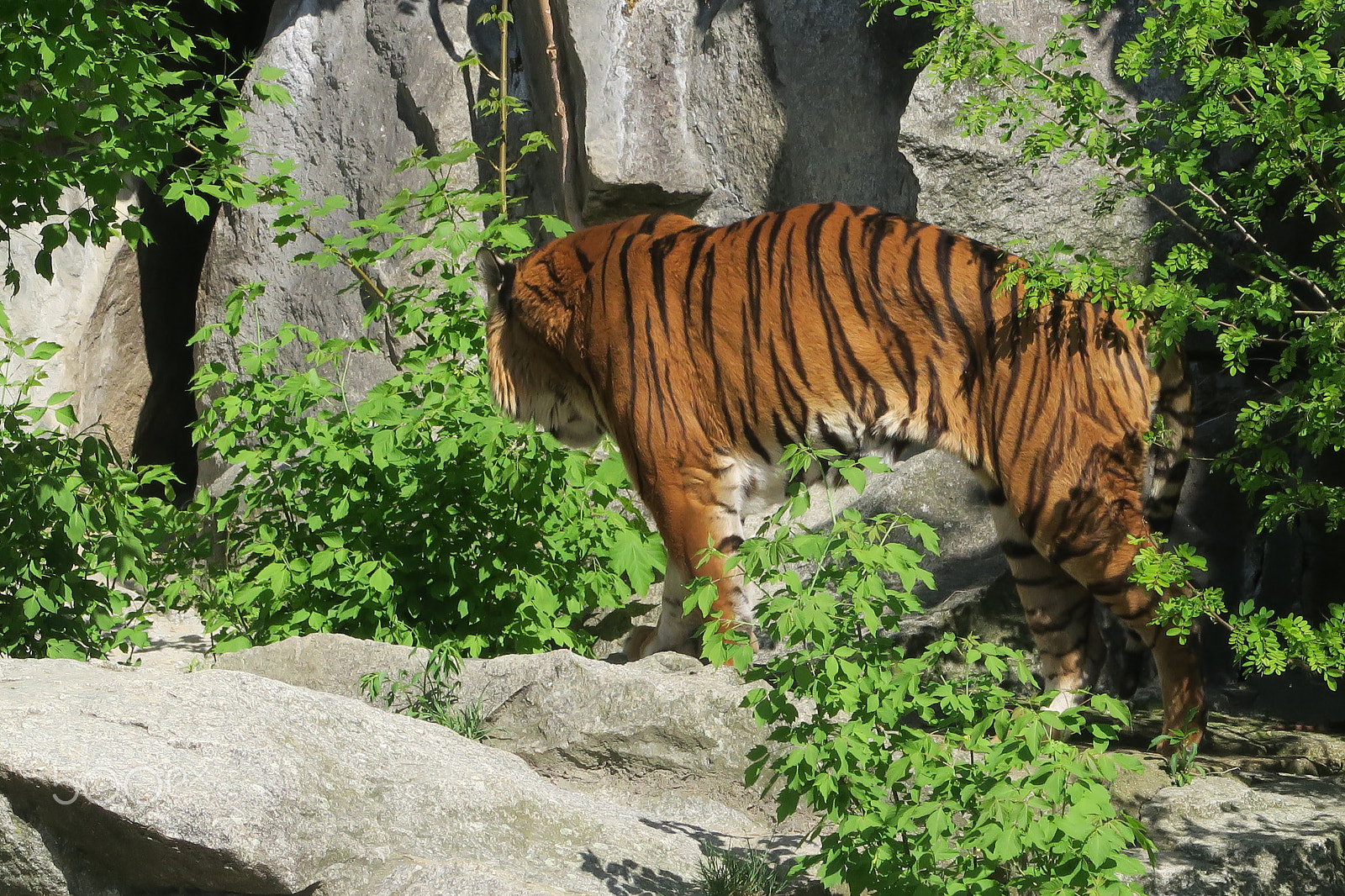 Canon PowerShot G5 X sample photo. Tiger photography