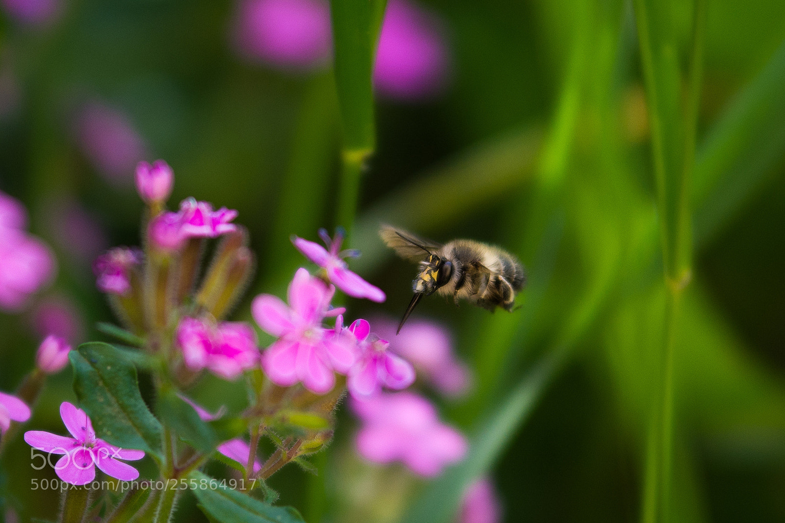 Nikon D7200 sample photo. Freeze time photography