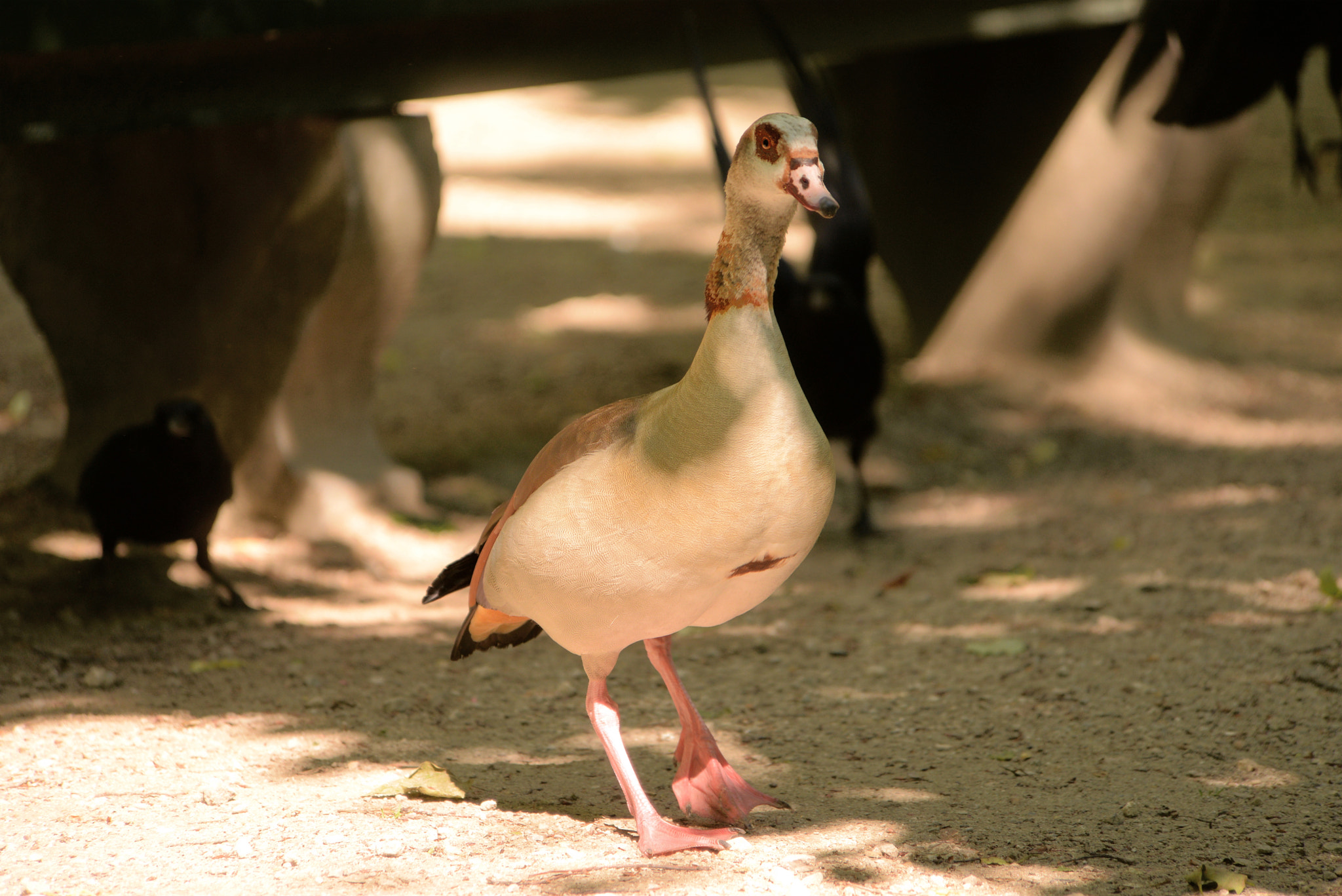 Nikon D610 sample photo. City birds. our environment photography
