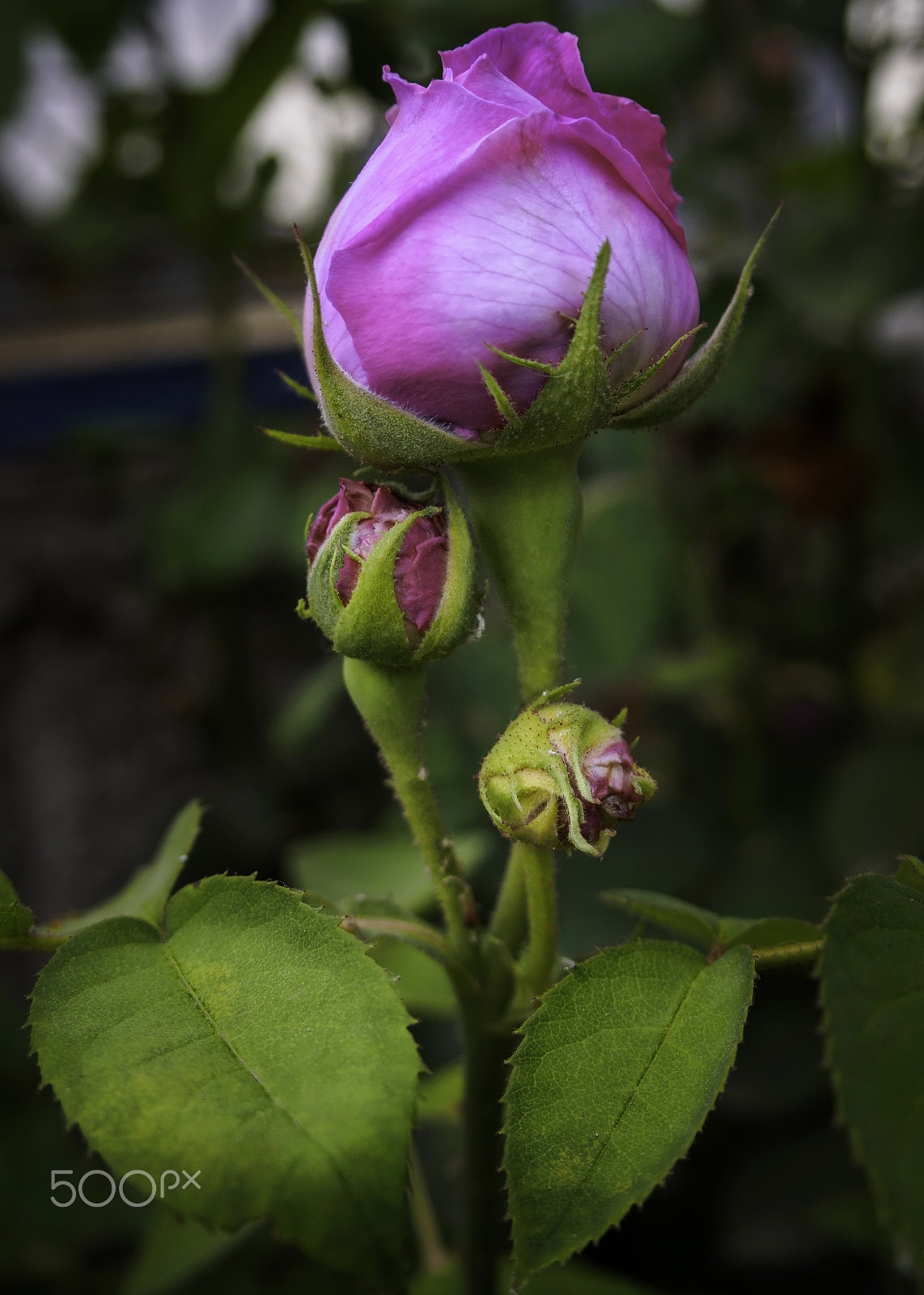 Olympus PEN E-PL6 sample photo. From bud to rose photography