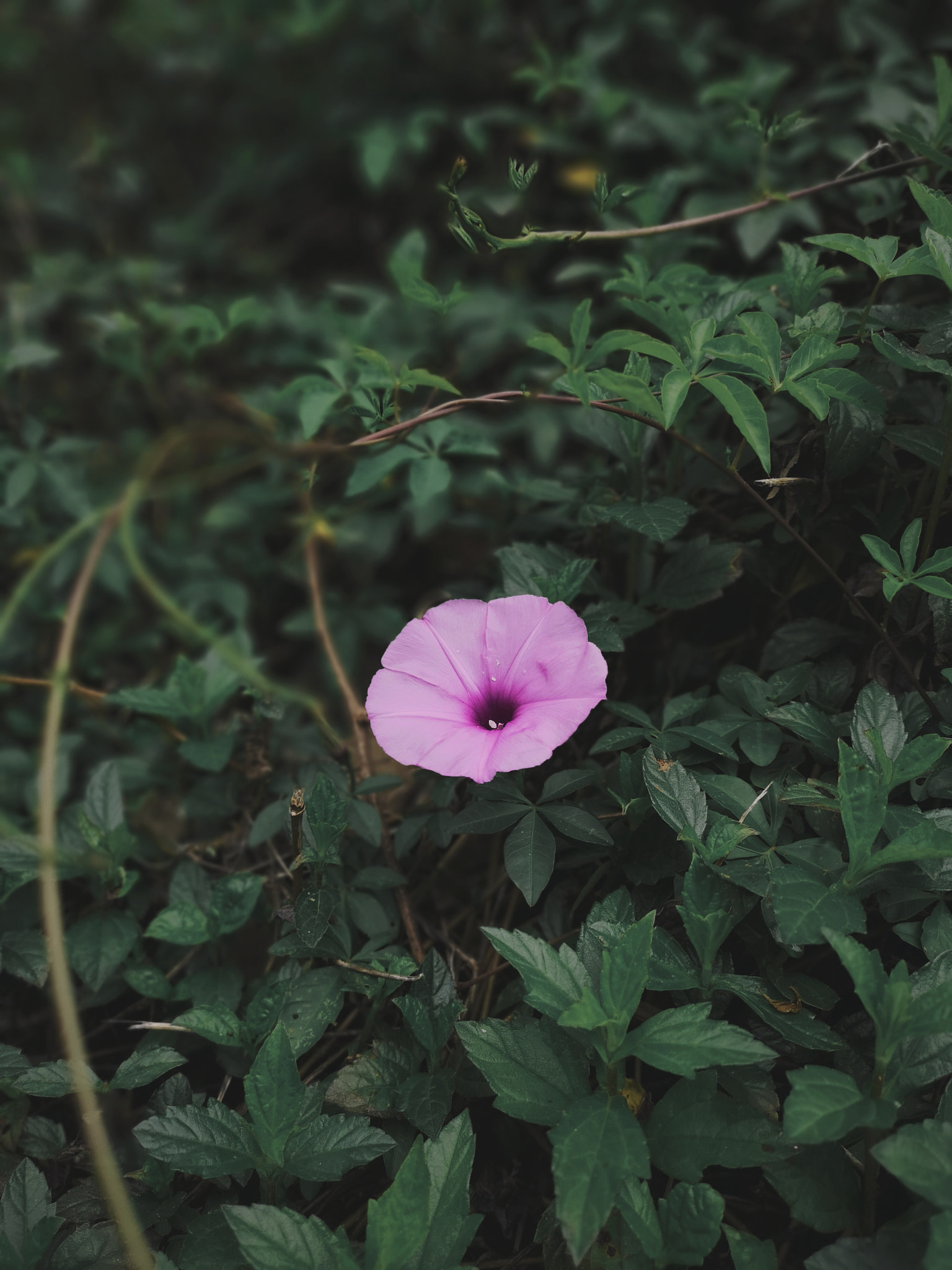 HUAWEI P20 Pro sample photo. Spring photography